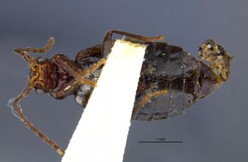 Media type: image;   Entomology 6259 Aspect: habitus ventral view